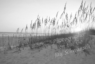 Sea Oats - B&W