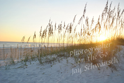 Sea Oats